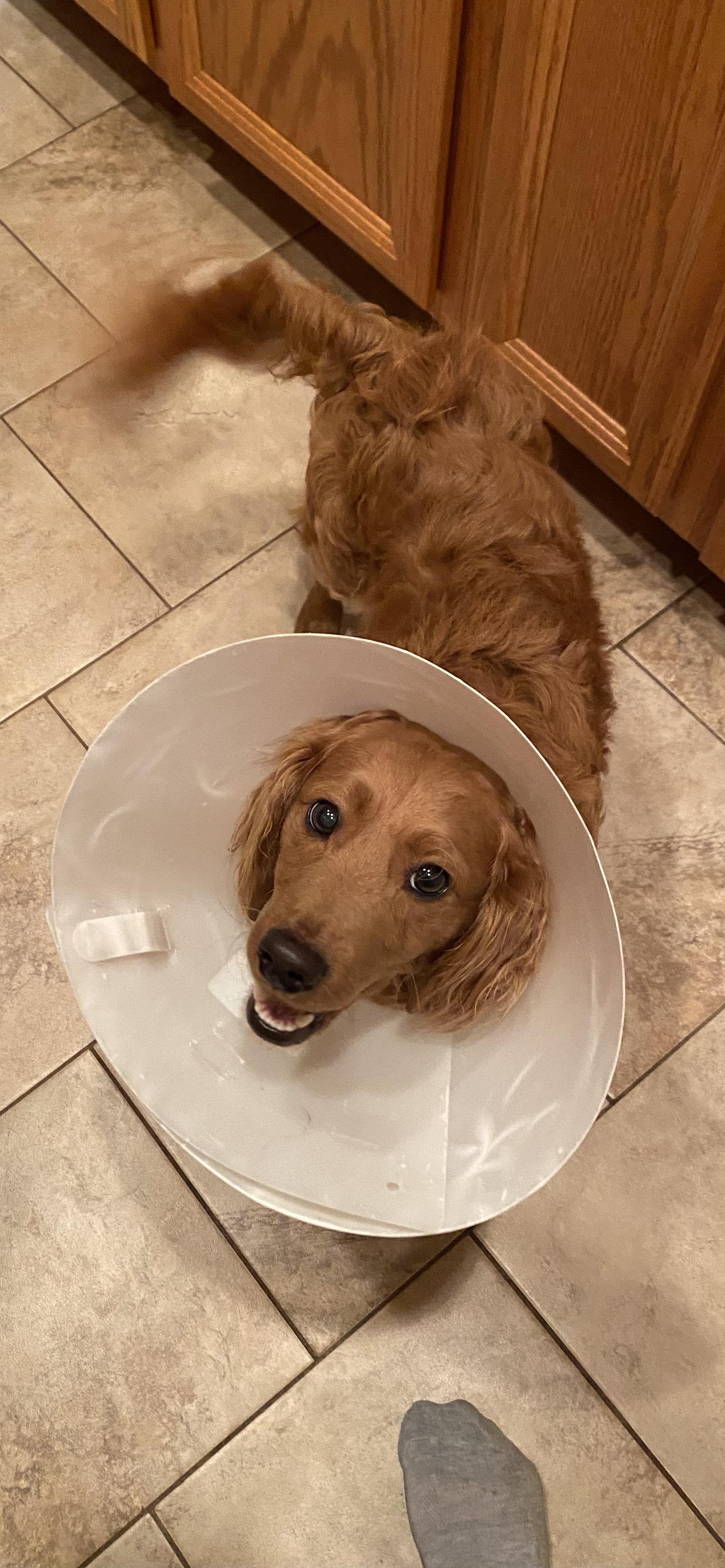 Jack, a Adopted mixed breed in McHenry, IL image 3/4