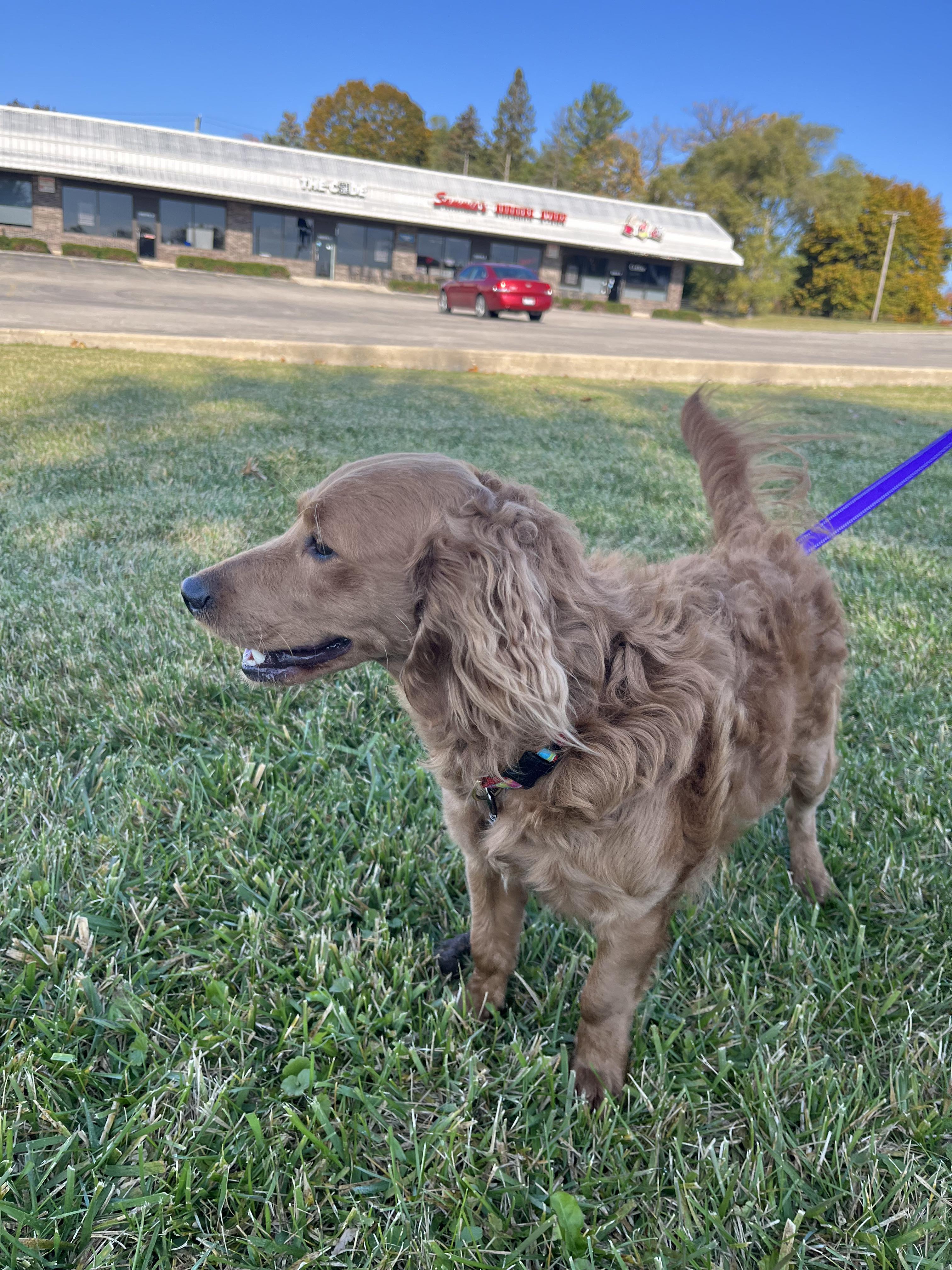 Jack, a Adopted mixed breed in McHenry, IL image 4/4