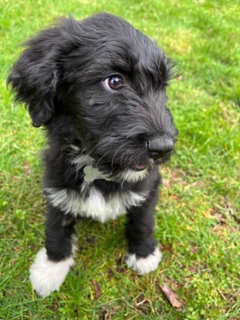 Bindi - S/N CR 2/2/26, Adopted, Puppy Female Border Collie & Standard Poodle.