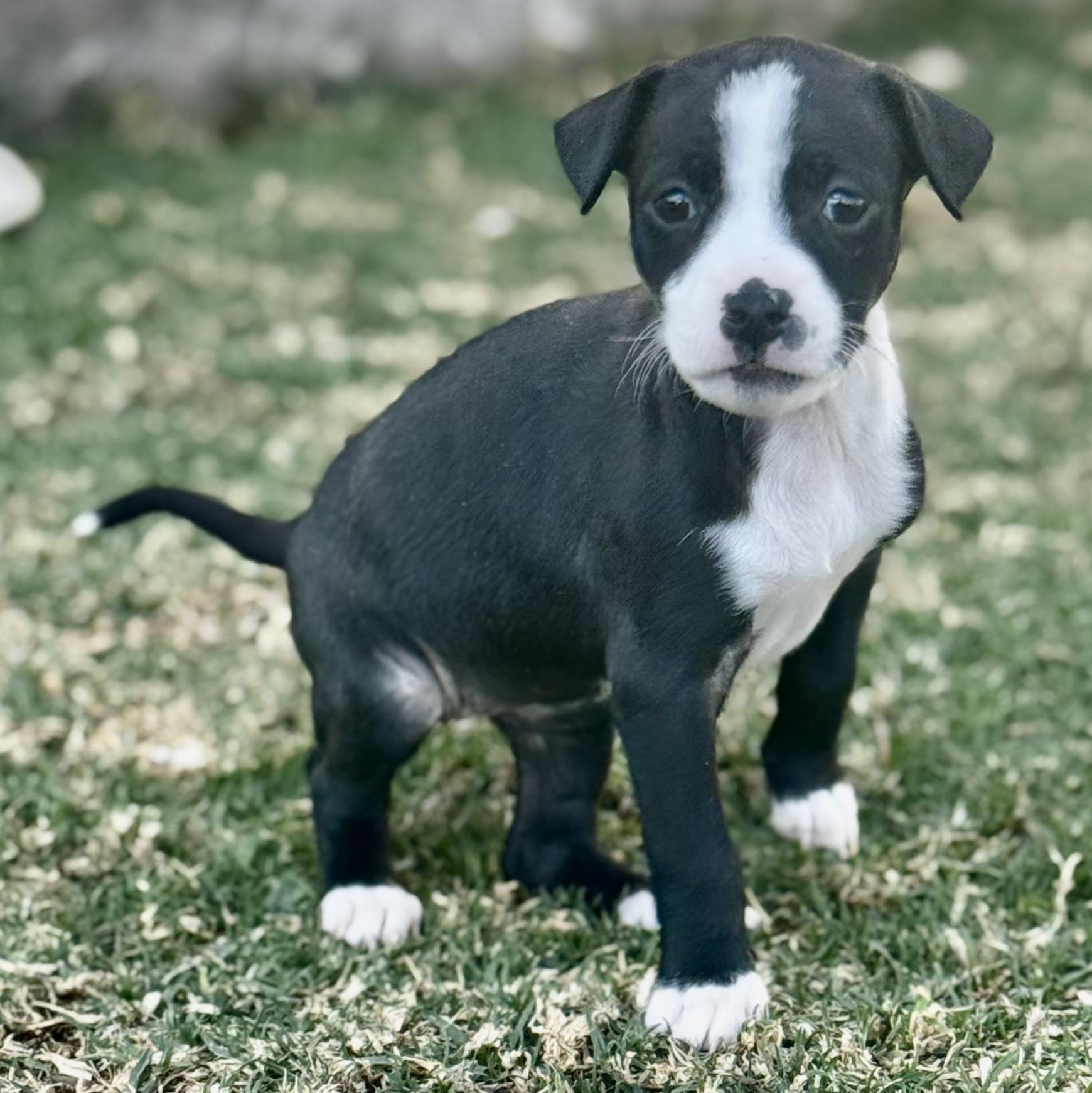 Emma — thumbnail 3