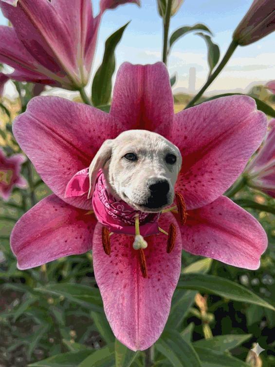 Enlarge Kacey, a ADOPTABLE mixed breed in Willington, CT image 1/6