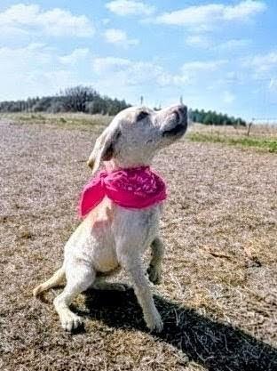 Enlarge Kacey, a ADOPTABLE mixed breed in Willington, CT image 4/6