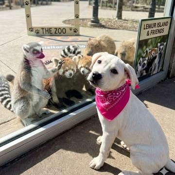 Enlarge Kacey - In NJ, a ADOPTABLE mixed breed in Willington, CT image 4/6