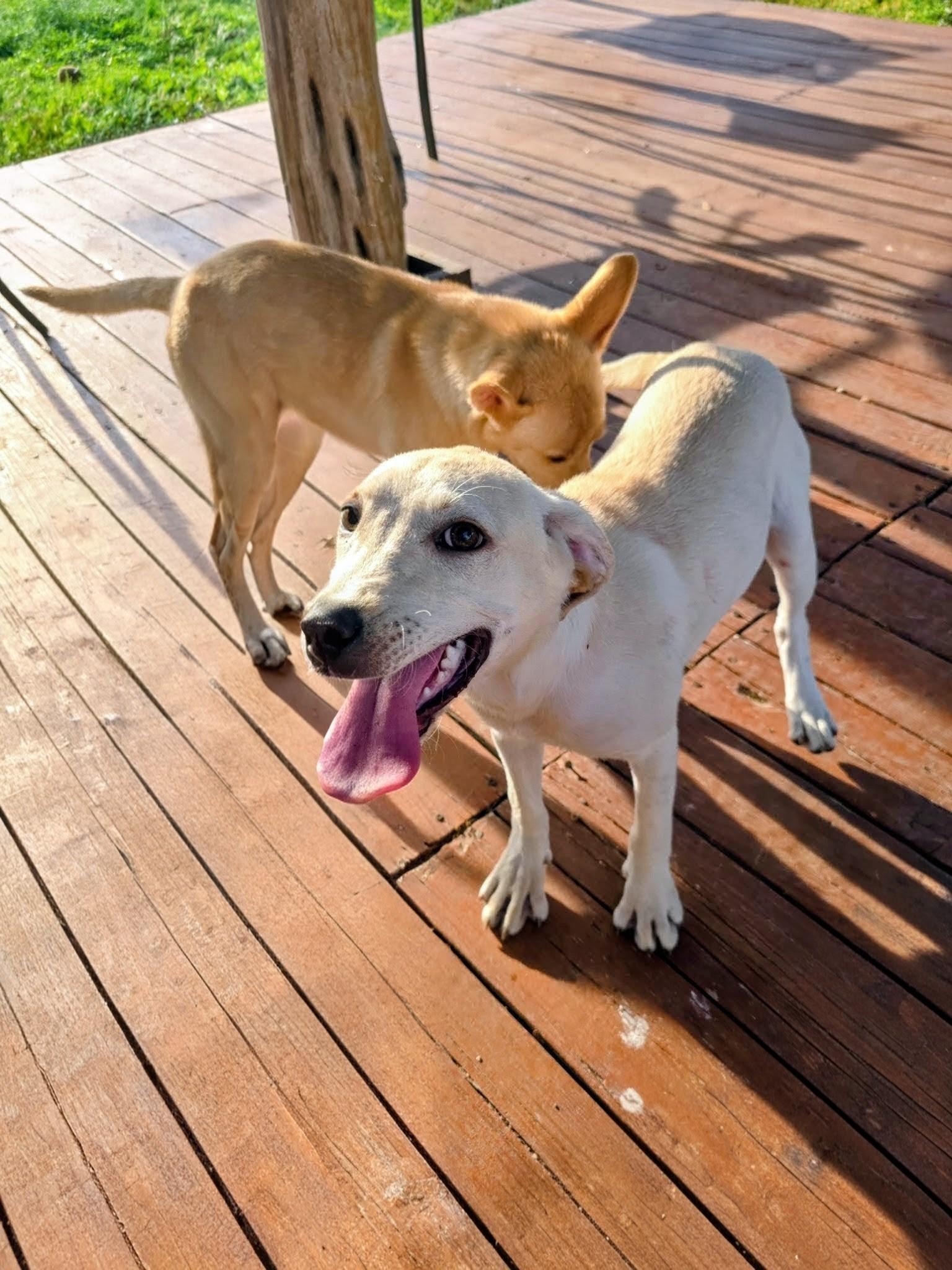 Enlarge Kacey - In NJ, a ADOPTABLE mixed breed in Willington, CT image 3/6