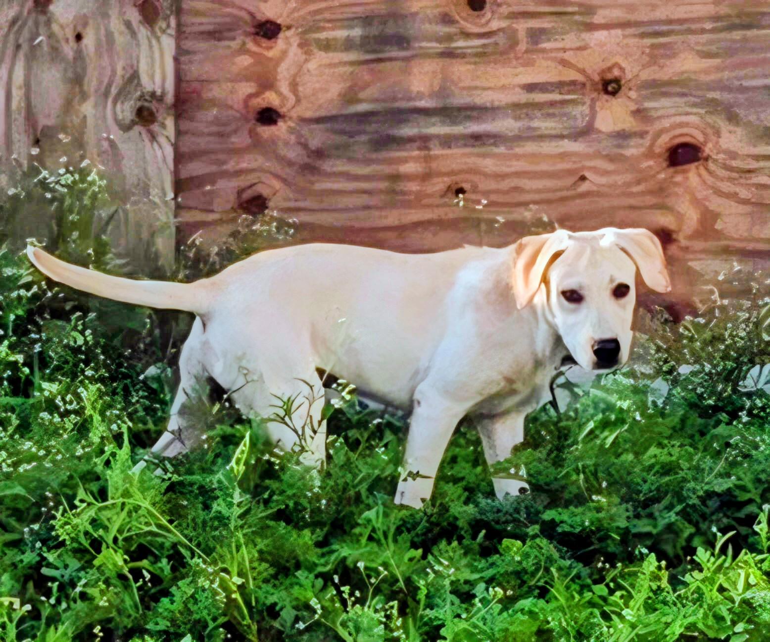 Enlarge Kacey - In NJ, a ADOPTABLE mixed breed in Willington, CT image 2/6