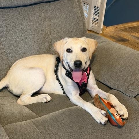 Kacey - In NJ, ADOPTABLE, Puppy Female Yellow Labrador Retriever.