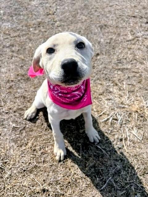 Enlarge Kacey, a ADOPTABLE mixed breed in Willington, CT image 3/6