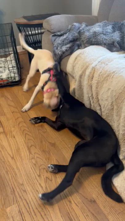 Enlarge Kacey - In NJ, a ADOPTABLE mixed breed in Willington, CT video 6/6