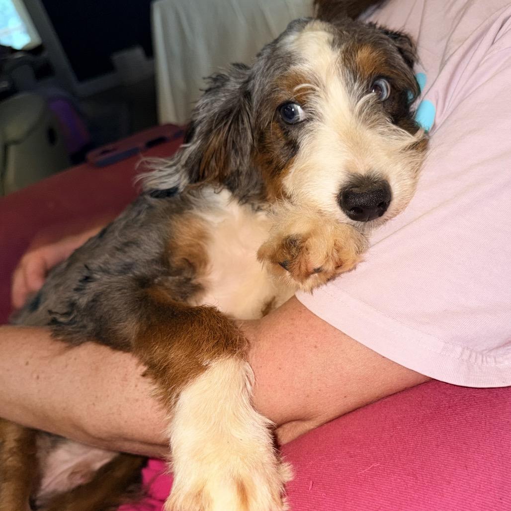 Dutch, Adoptable, Puppy Male Australian Shepherd & Poodle.
