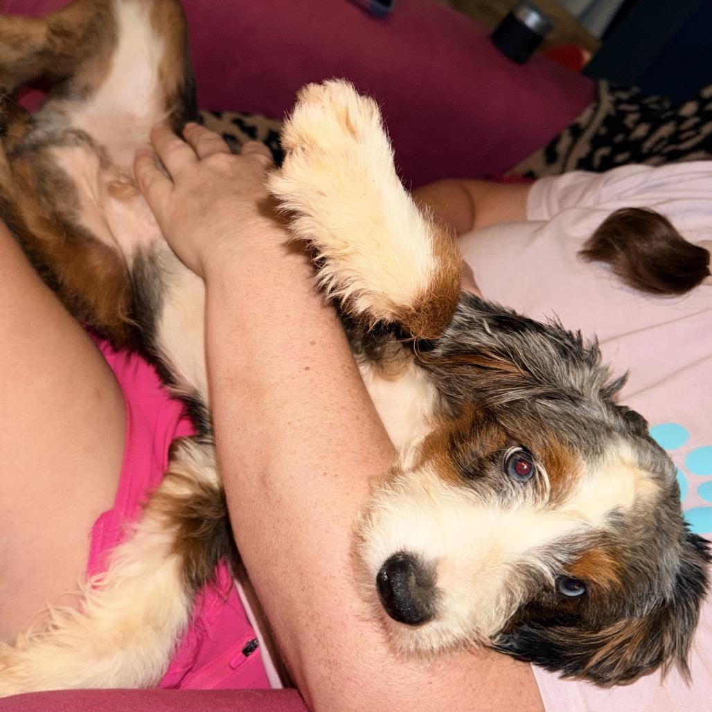 Enlarge Dutch, a Adoptable mixed breed in Daphne, AL image 3/4