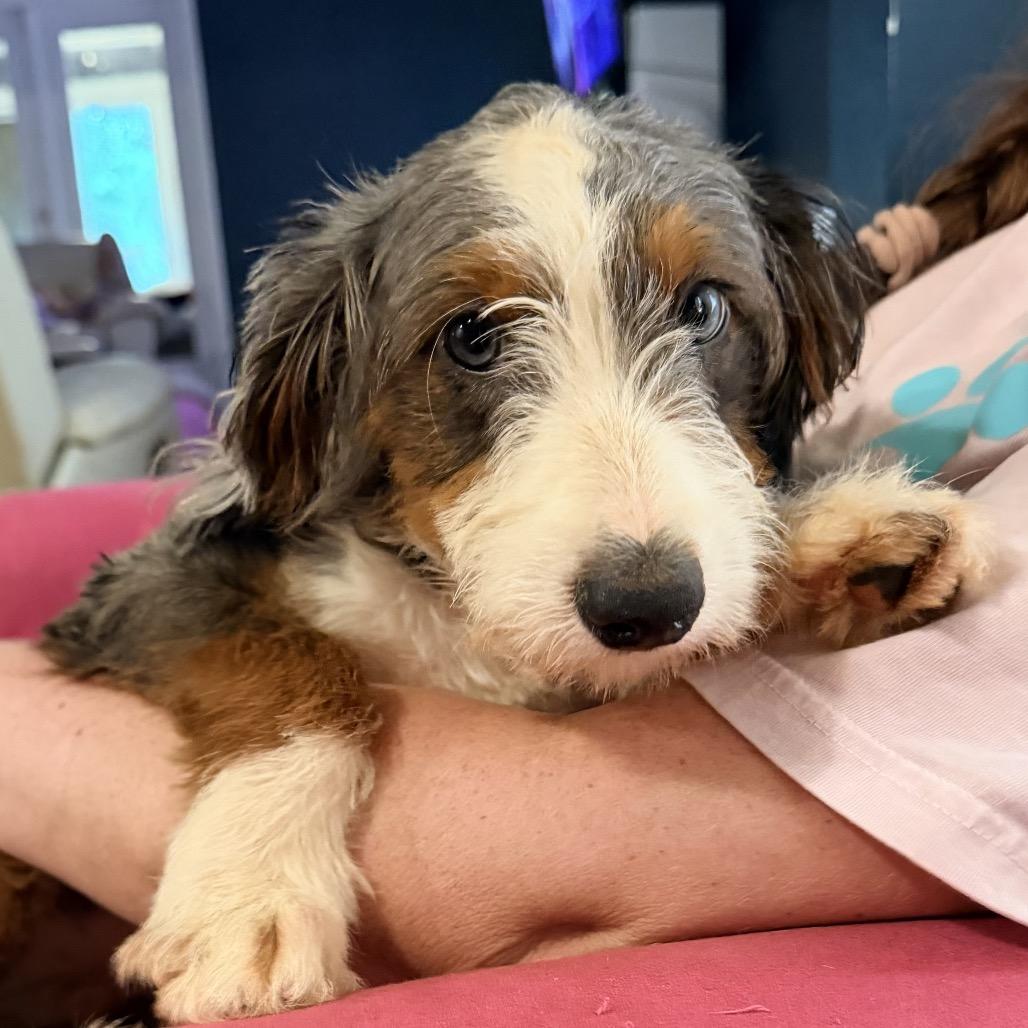 Enlarge Dutch, a Adoptable mixed breed in Daphne, AL image 4/4