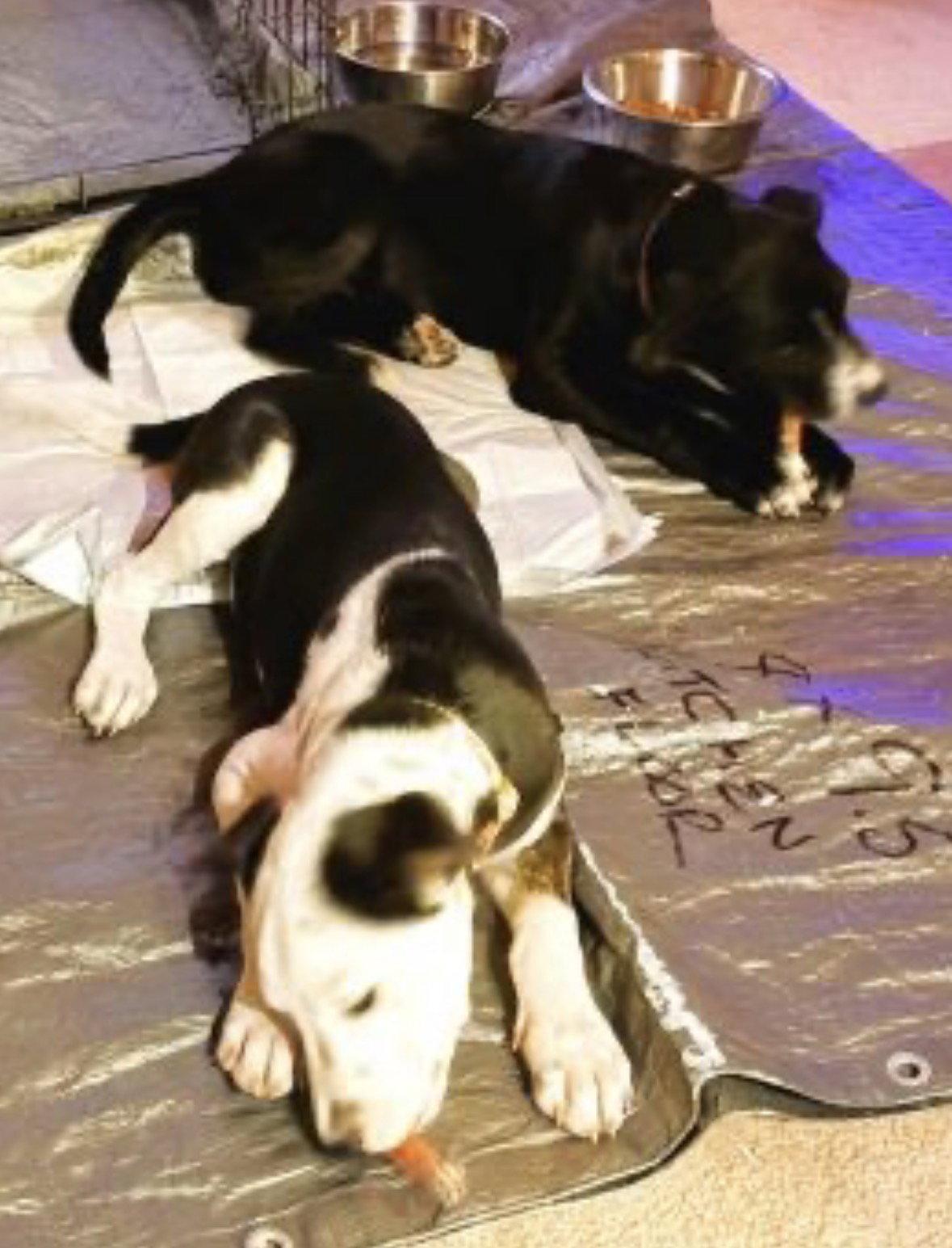 Enlarge Border collie lab mix pup female, a Adoptable mixed breed in Mount Laurel, NJ image 3/3