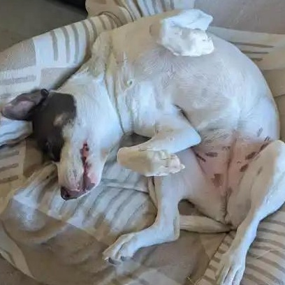 Enlarge Flower, a ADOPTABLE Pit Bull Terrier in Mesa, AZ image 2/4