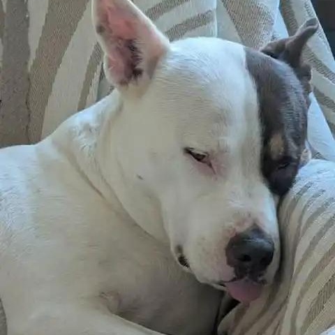 Enlarge Flower, a ADOPTABLE Pit Bull Terrier in Mesa, AZ image 4/4