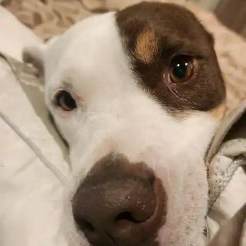 Enlarge Flower, a ADOPTABLE Pit Bull Terrier in Mesa, AZ image 3/4