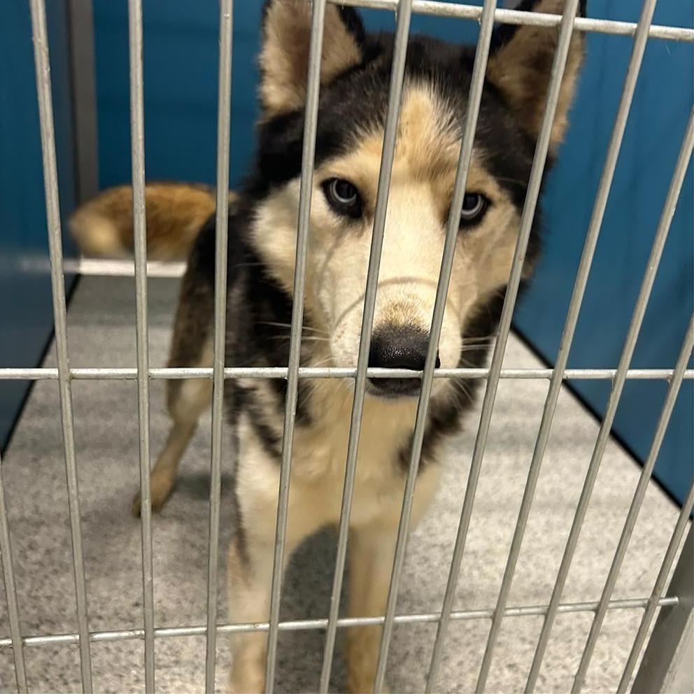 FINLEY  Available NOW - ADOPTION or RESCUE!, Adoptable, Adult Male Husky.