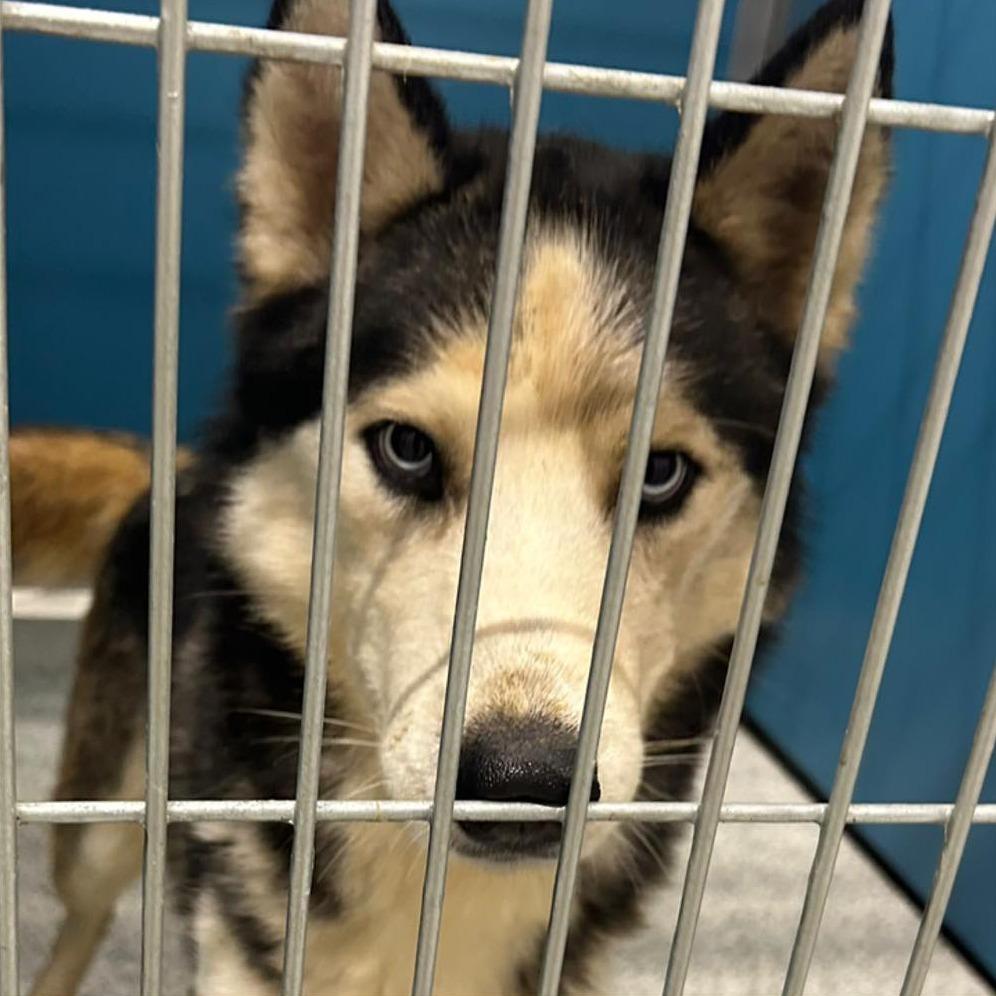 Enlarge FINLEY  Available NOW - ADOPTION or RESCUE!, a Adoptable Husky in Nashville, NC image 2/2