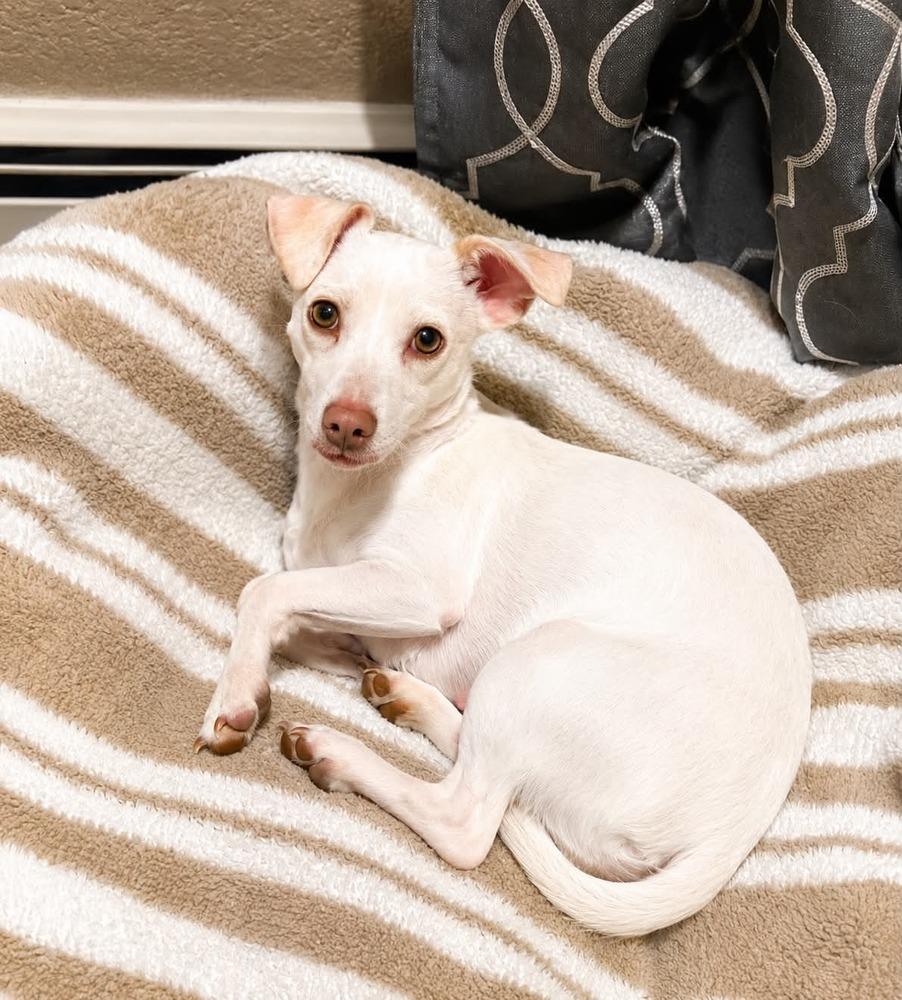Ireland, a Adoptable mixed breed in Boulder, CO image 2/3