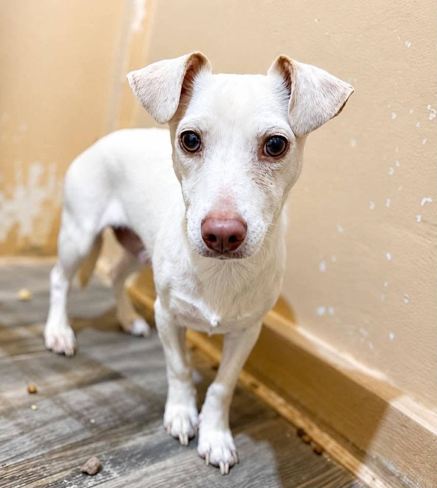 Ireland, a Adoptable mixed breed in Boulder, CO image 3/3