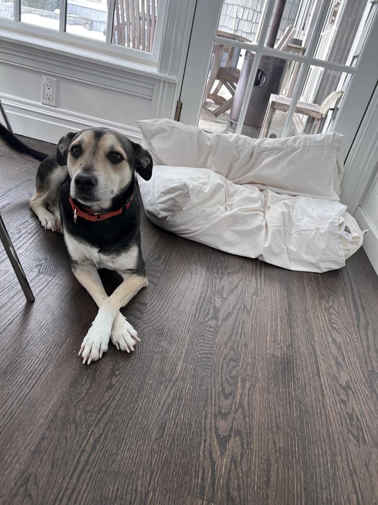 Sweetie - 25296, Adoptable, Adult Female Hound.