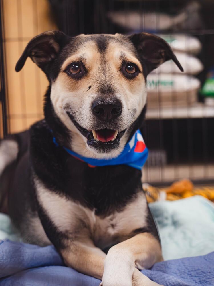 Sweetie - 25296, Adoptable, Adult Female Hound.