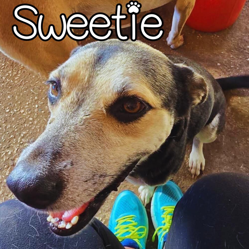 Sweetie - 25296, Adoptable, Adult Female Hound.