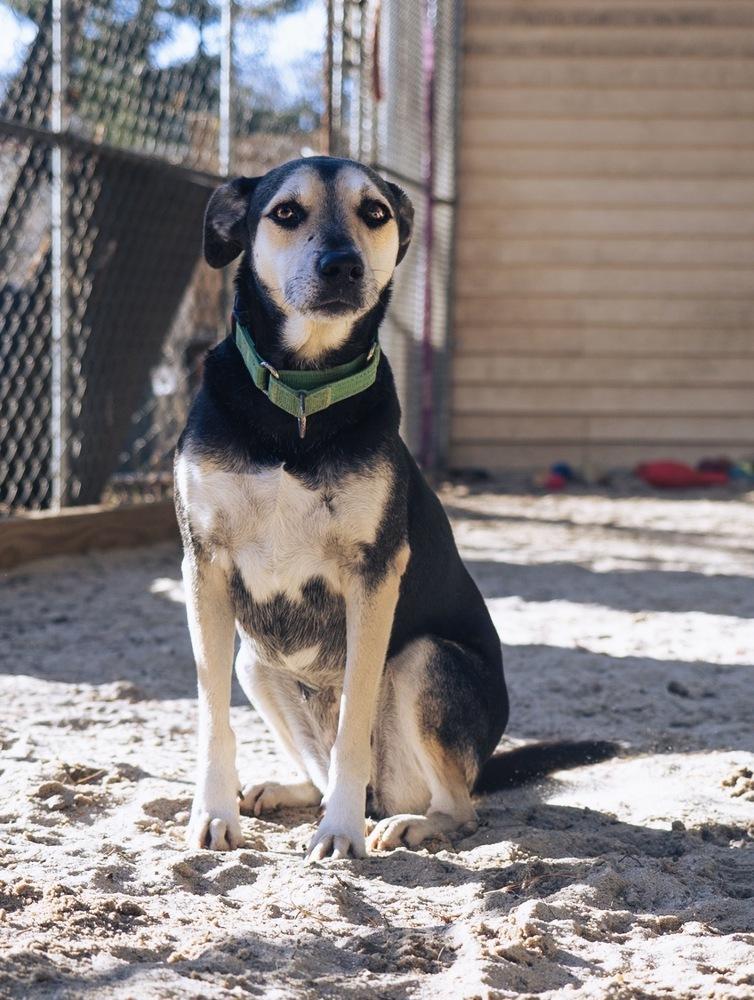 Enlarge Sweetie - 25296, a Adoptable mixed breed in Armonk, NY image 2/6