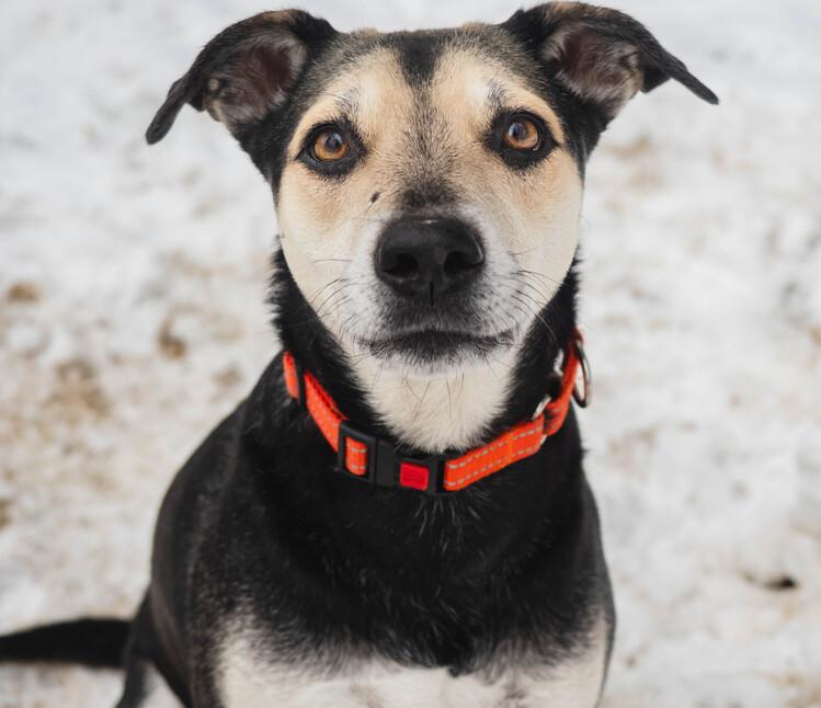 Enlarge Sweetie - 25296, a Adoptable mixed breed in Armonk, NY image 3/6
