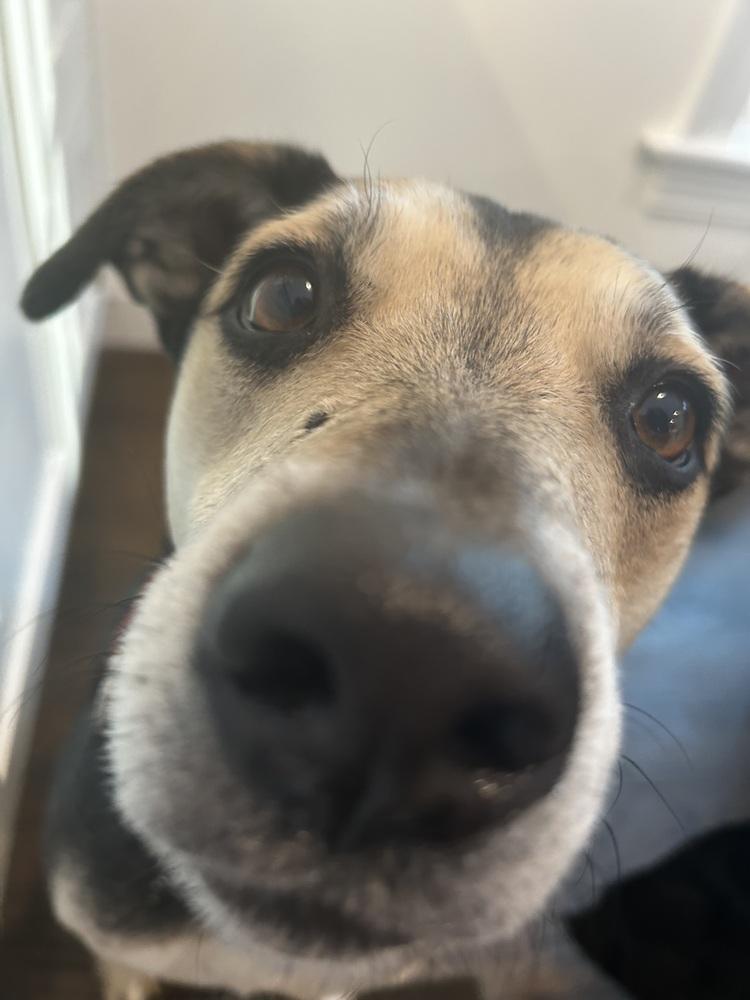 Enlarge Sweetie - 25296, a Adoptable mixed breed in Armonk, NY image 6/6