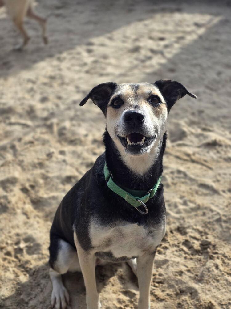 Enlarge Sweetie - 25296, a Adoptable mixed breed in Armonk, NY image 2/4