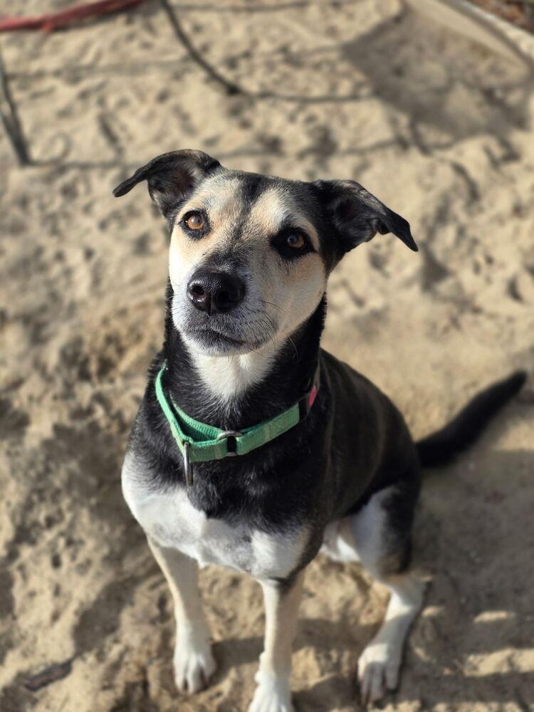 Enlarge Sweetie - 25296, a Adoptable mixed breed in Armonk, NY image 3/4