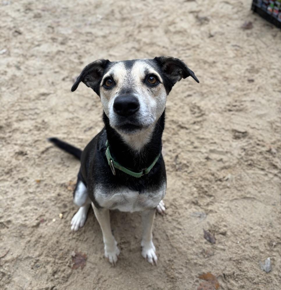 Enlarge Sweetie - 25296, a Adoptable mixed breed in Armonk, NY image 4/4