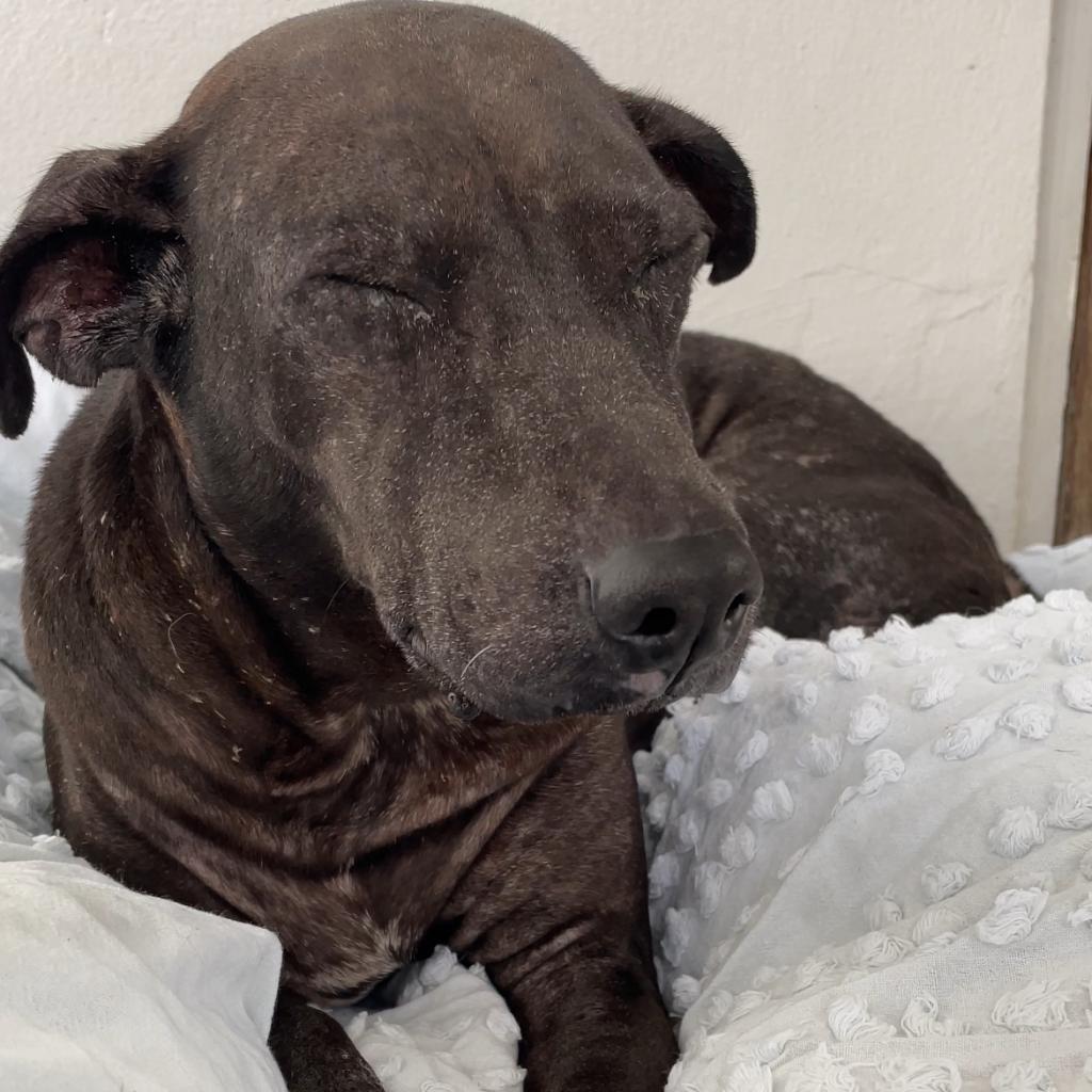 Gala, Adoptable, Senior Female Black Labrador Retriever & Terrier.