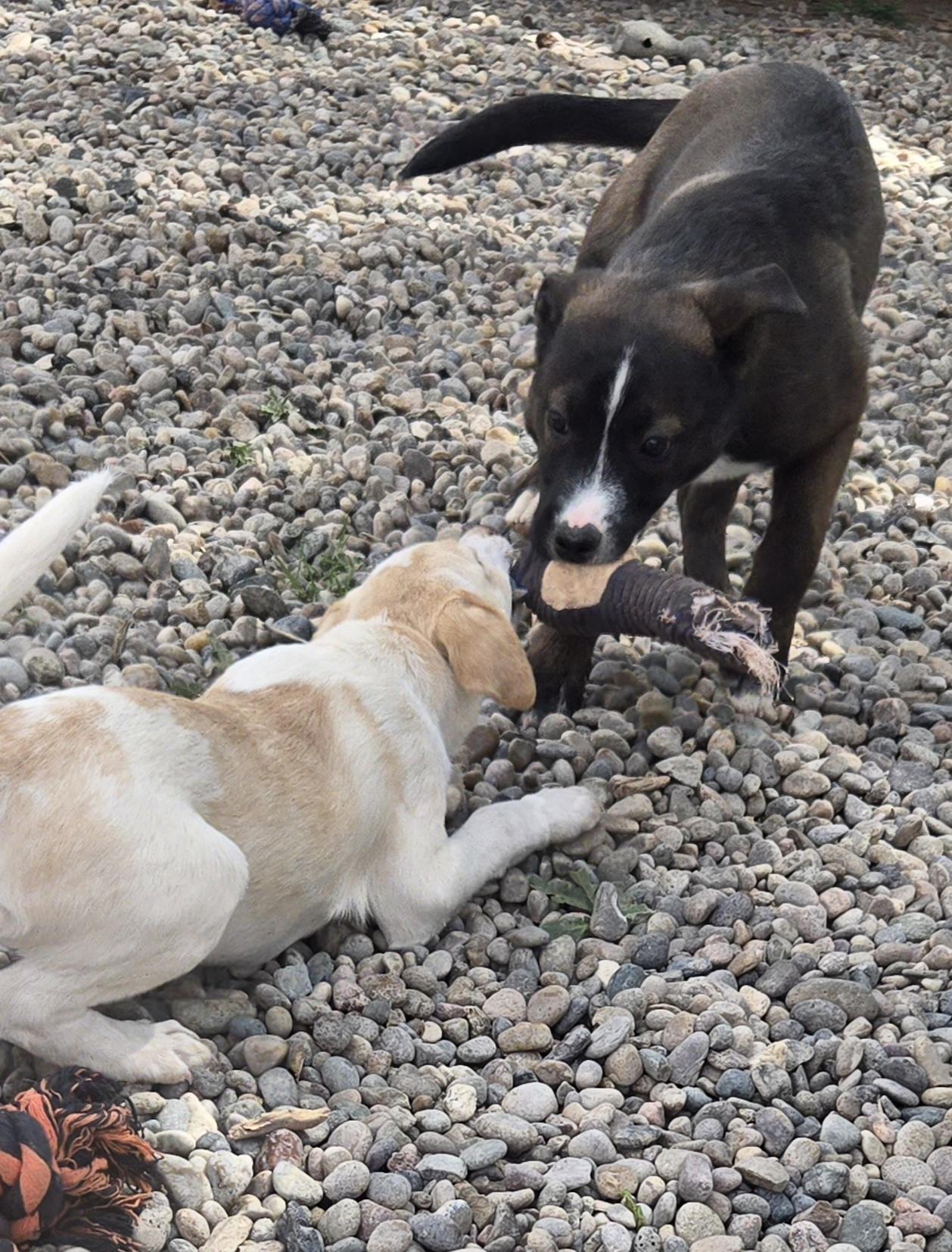 Enlarge **RIVER - Read bio below, a Adoptable mixed breed in Peralta, NM image 5/6