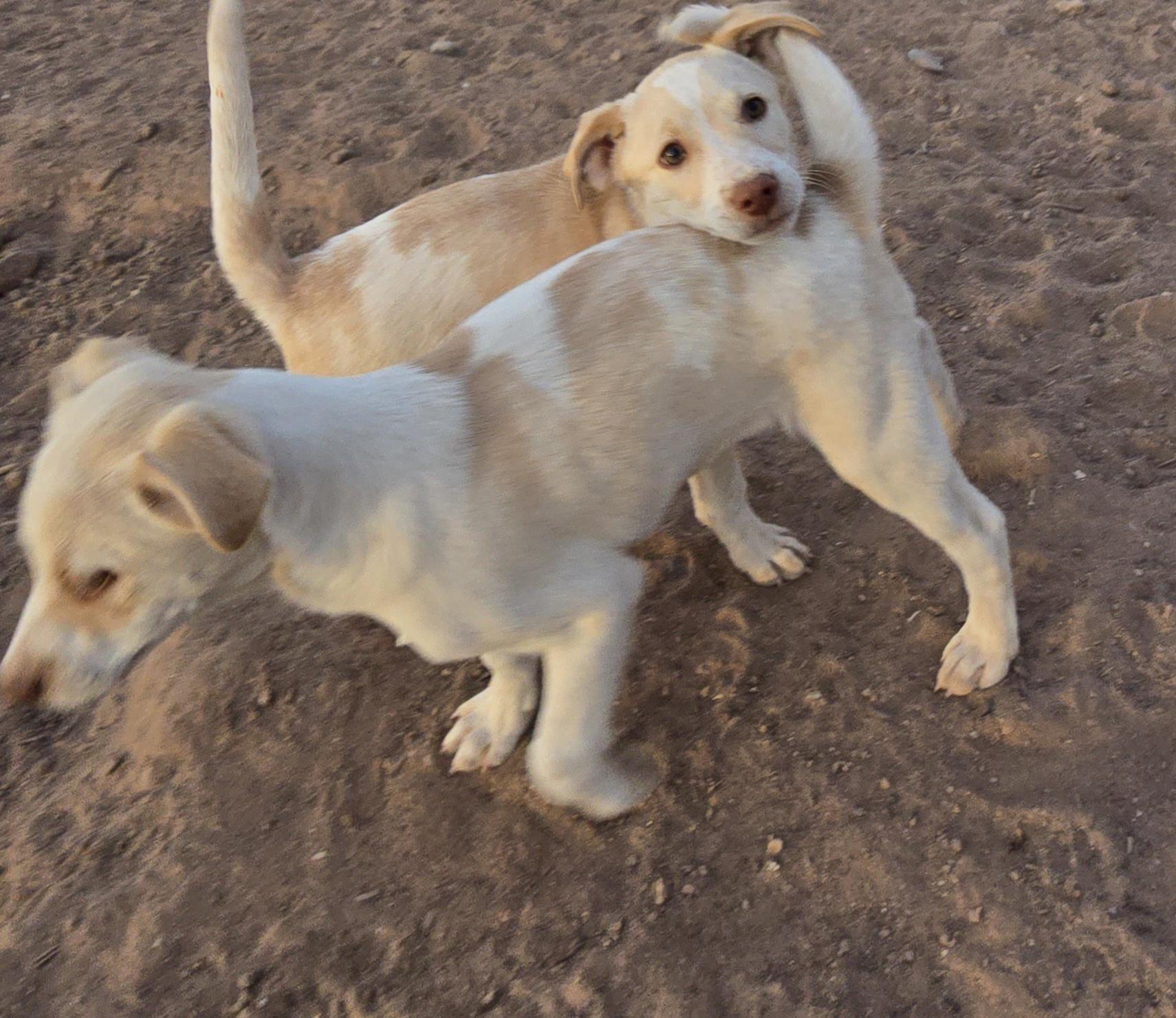 Enlarge **RIVER - Read bio below, a Adoptable mixed breed in Peralta, NM image 6/6