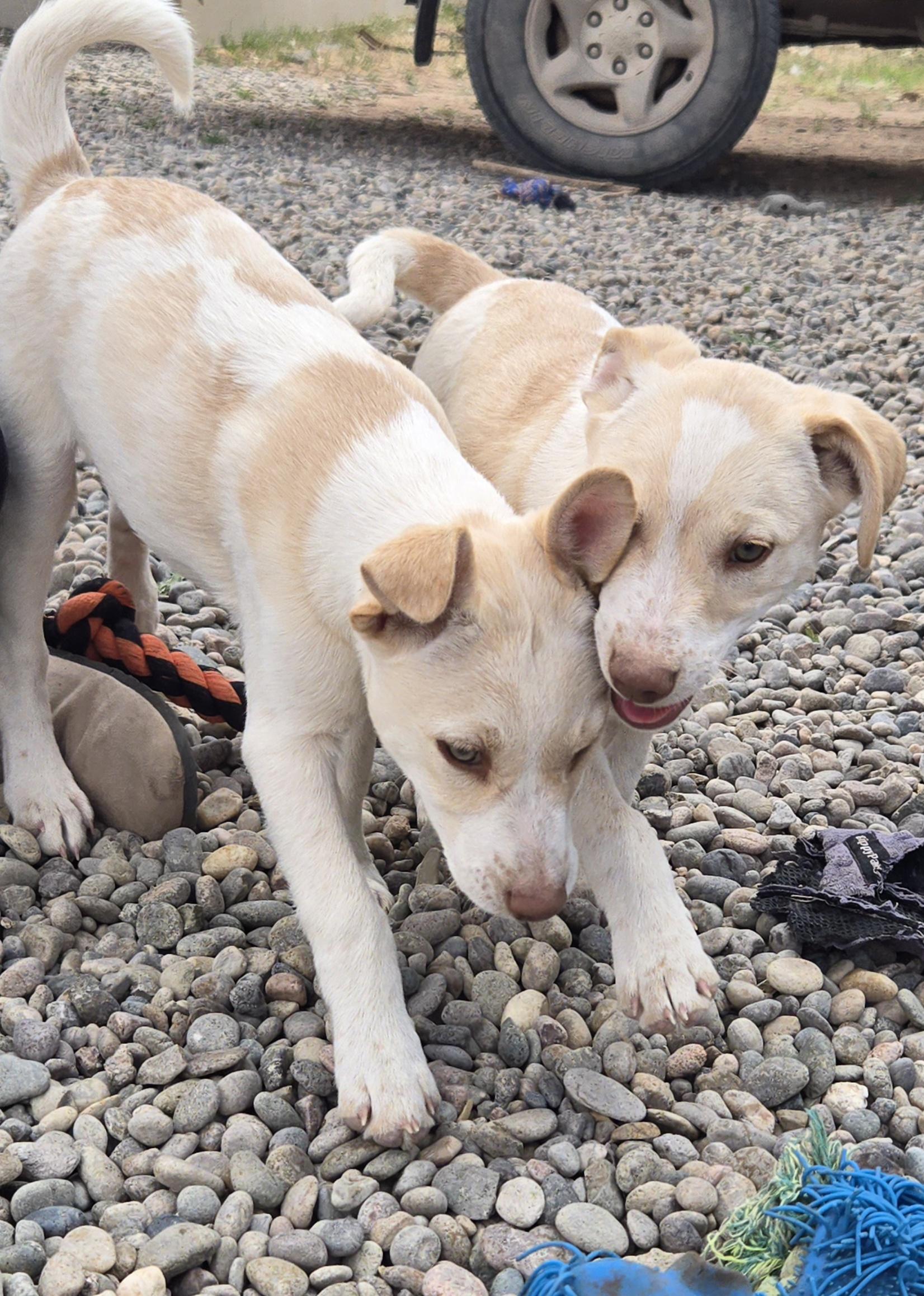 Enlarge **RIVER - Read bio below, a Adoptable mixed breed in Peralta, NM image 2/6
