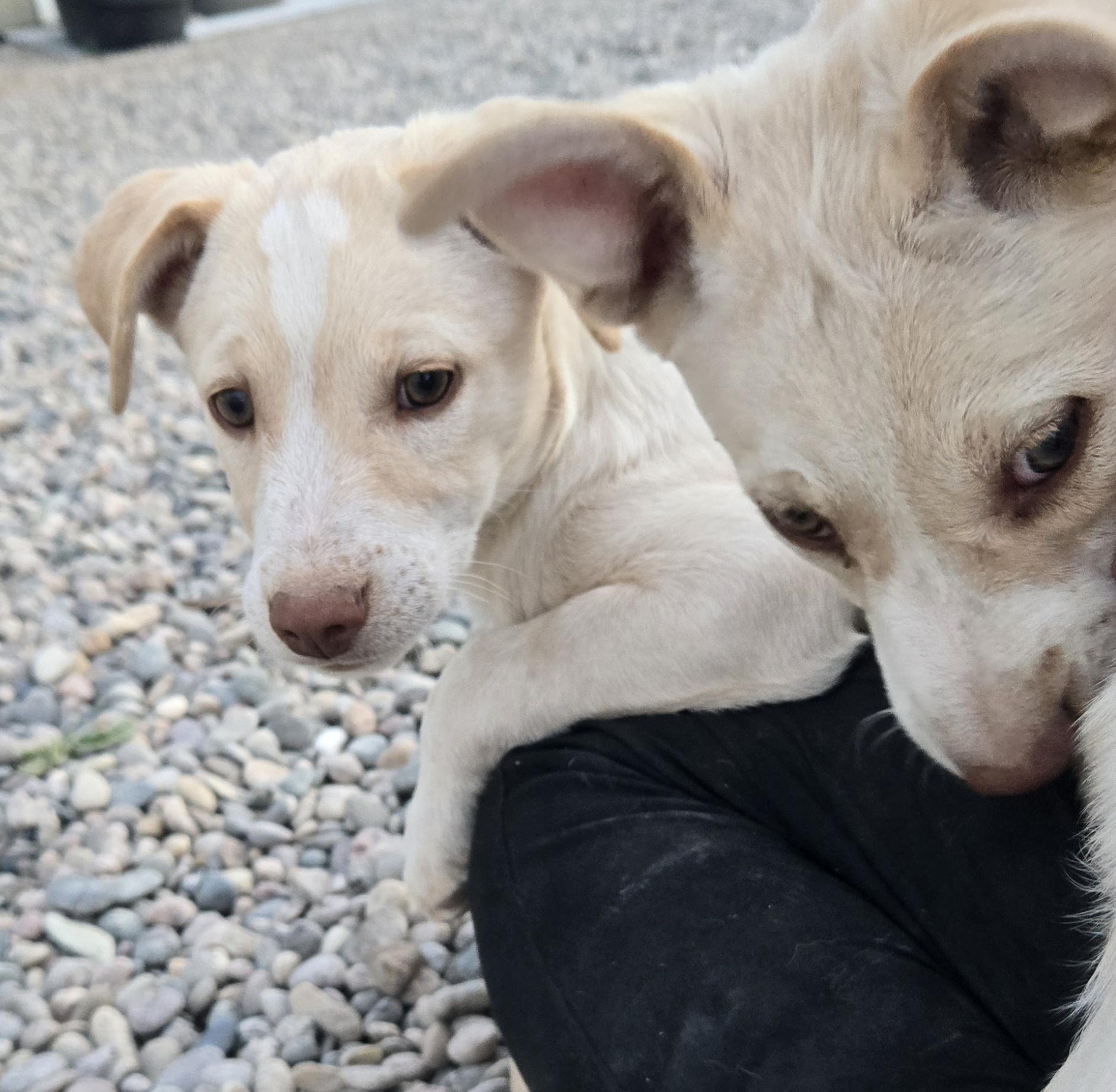Enlarge **RIVER - Read bio below, a Adoptable mixed breed in Peralta, NM image 4/6