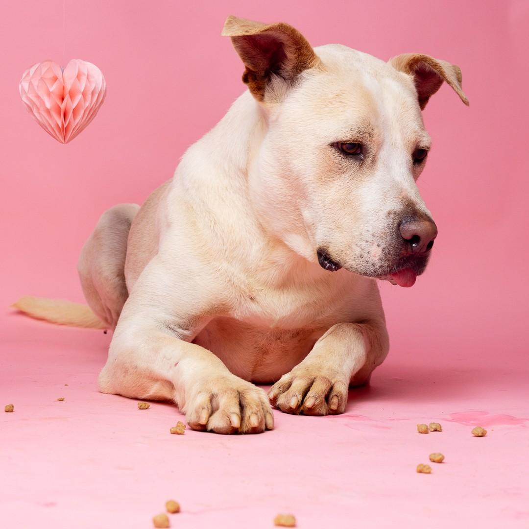 Wagner — thumbnail 4