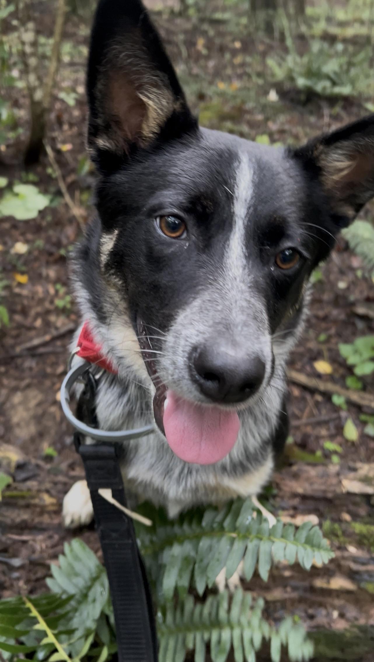 JUNJUN, an adopted Australian Cattle Dog / Blue Heeler in Millerstown, PA image 2/6