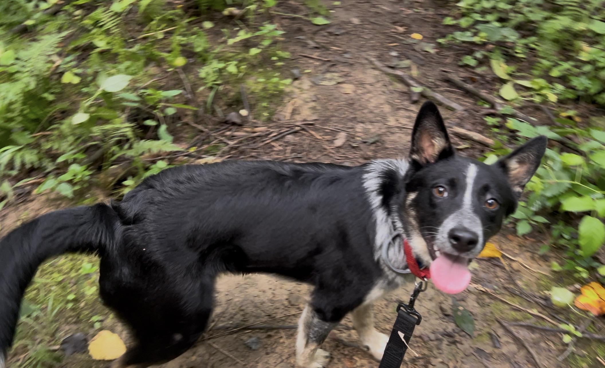 JUNJUN, an adopted Australian Cattle Dog / Blue Heeler in Millerstown, PA image 4/6