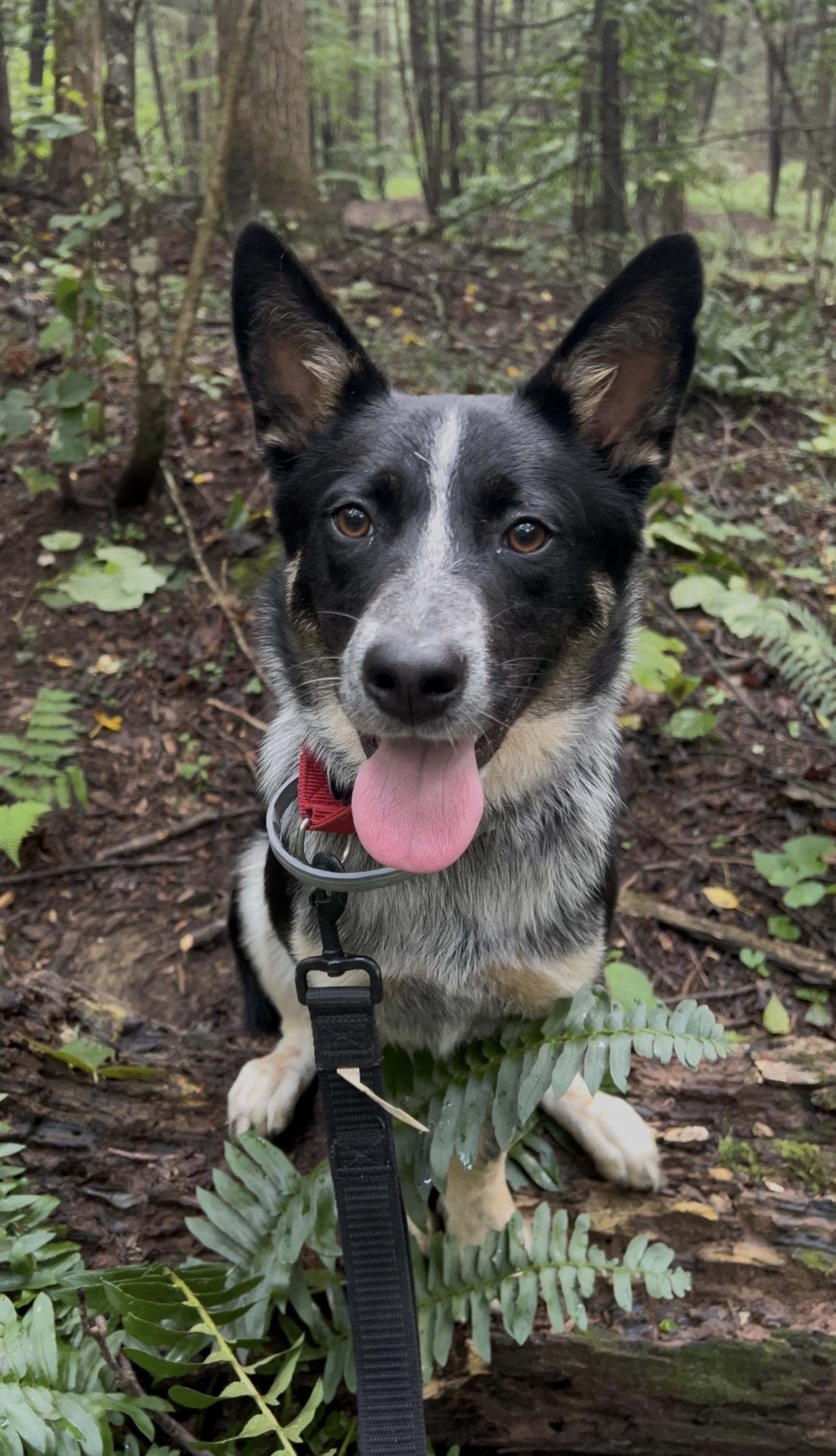 JUNJUN, an adopted Australian Cattle Dog / Blue Heeler in Millerstown, PA image 1/6