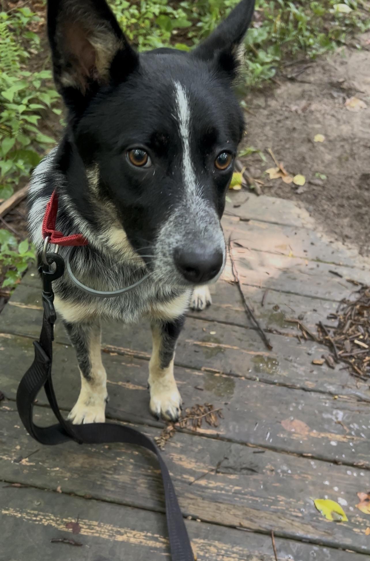 JUNJUN, an adopted Australian Cattle Dog / Blue Heeler in Millerstown, PA image 5/6