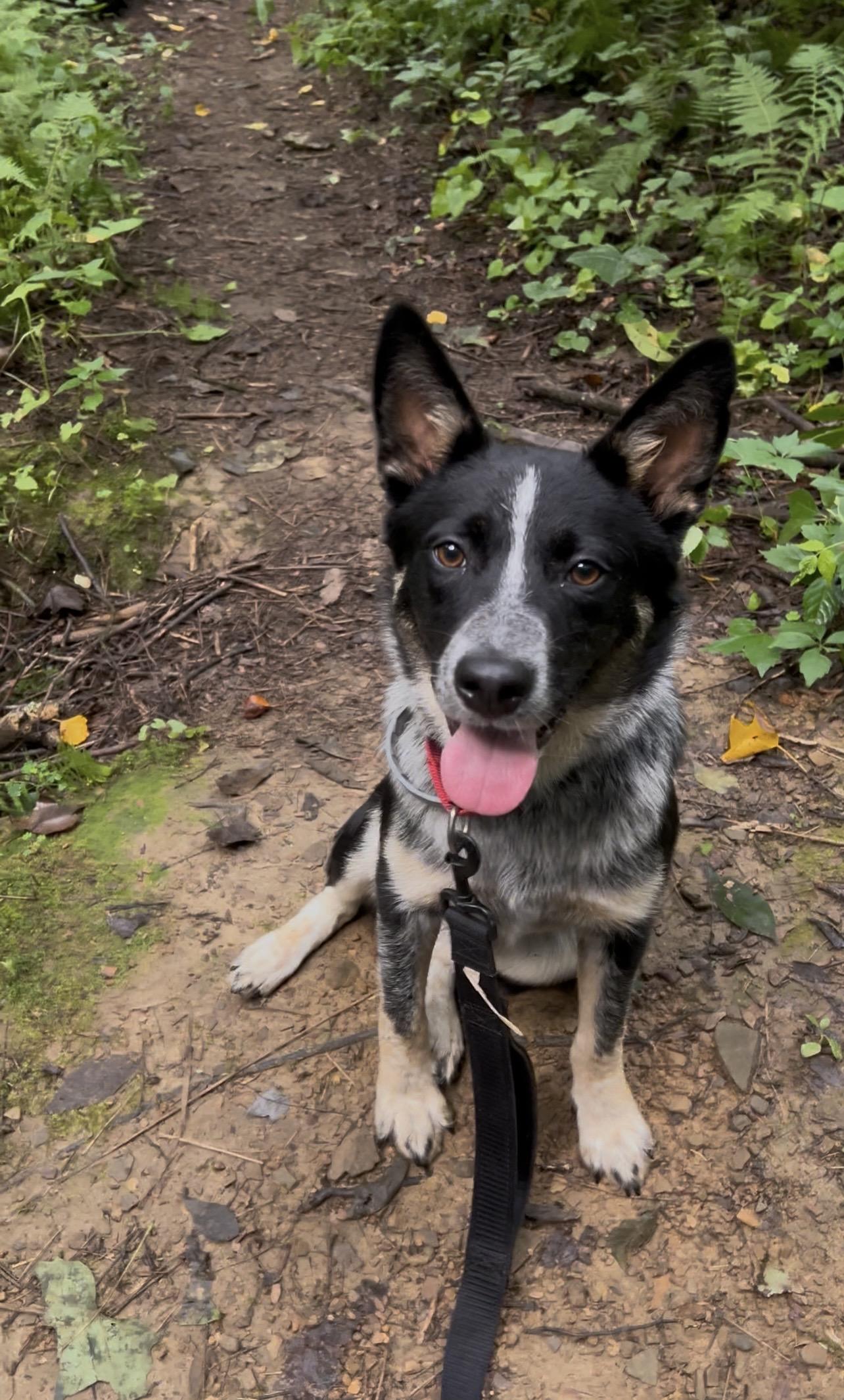JUNJUN, an adopted Australian Cattle Dog / Blue Heeler in Millerstown, PA image 6/6