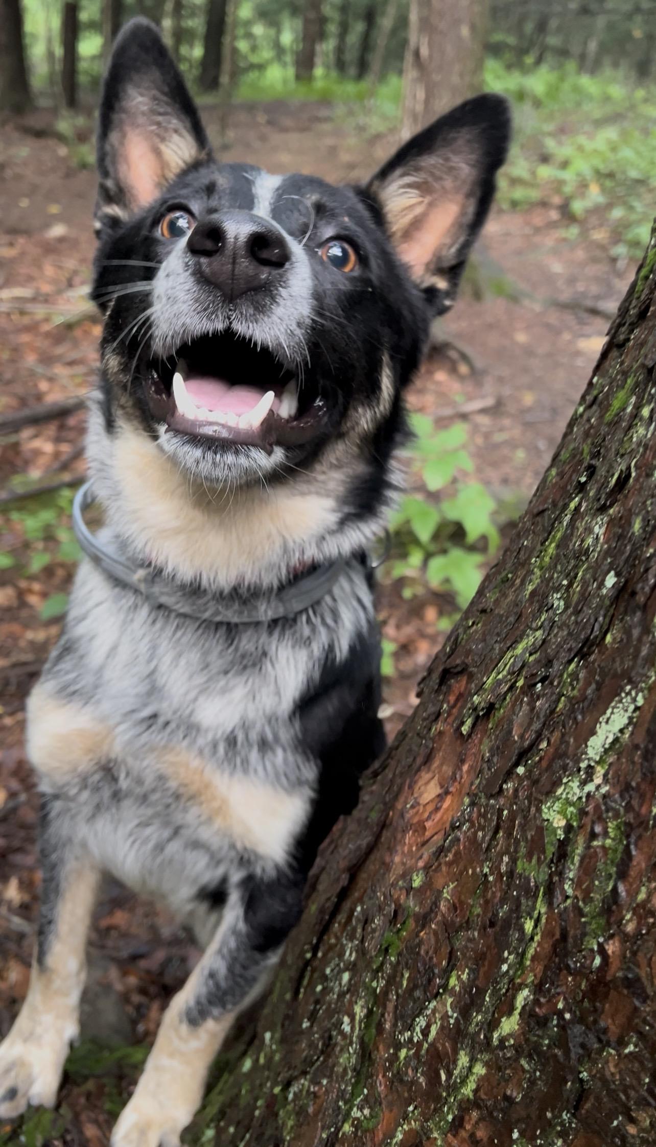 JUNJUN, an adopted Australian Cattle Dog / Blue Heeler in Millerstown, PA image 3/6
