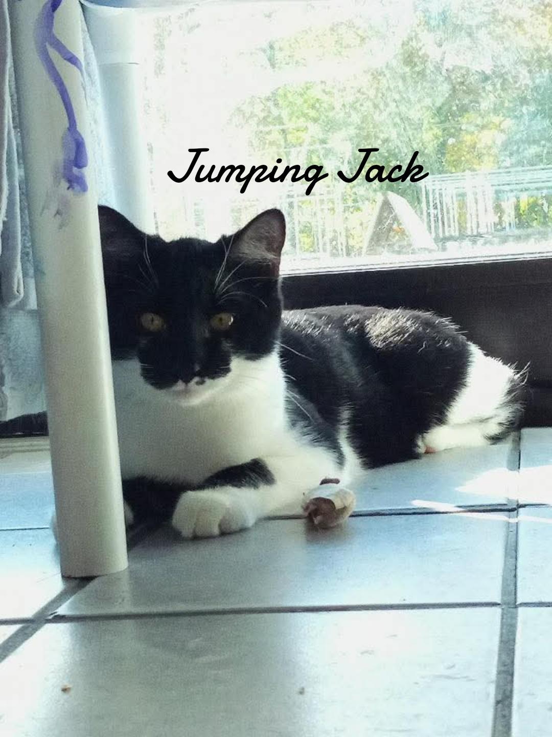 Enlarge Jumping Jack, a Adoptable Domestic Short Hair in Naugatuck, CT image 1/3