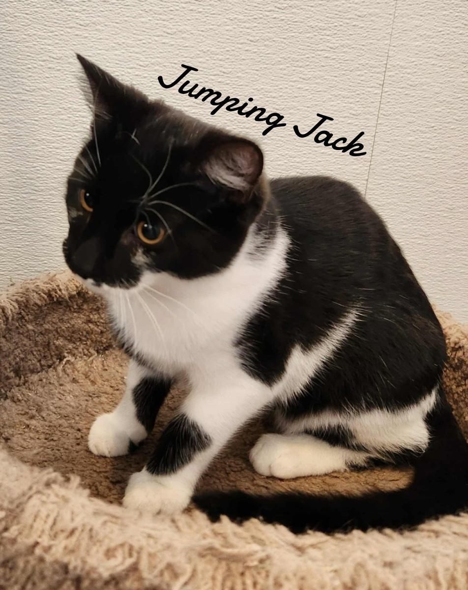 Enlarge Jumping Jack, a Adoptable Domestic Short Hair in Naugatuck, CT image 2/3