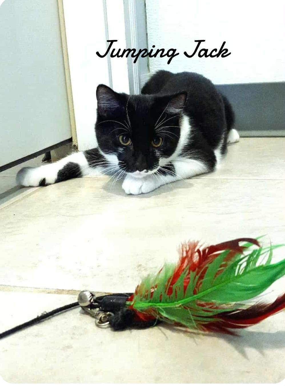 Enlarge Jumping Jack, a Adoptable Domestic Short Hair in Naugatuck, CT image 3/3