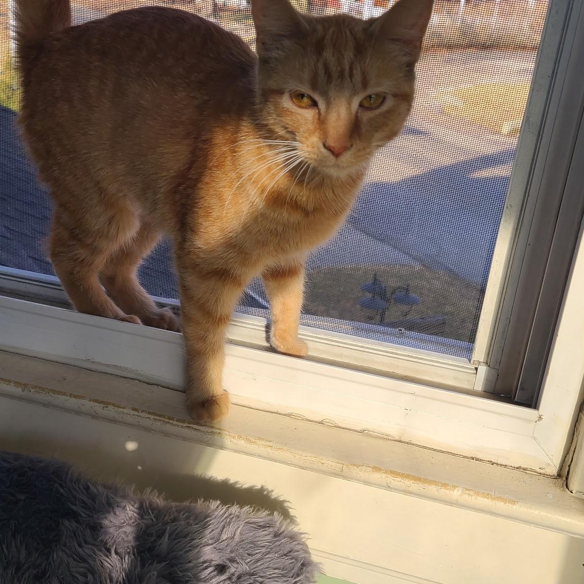 Enlarge Anne, a ADOPTABLE Domestic Short Hair in West Lafayette, IN image 2/4