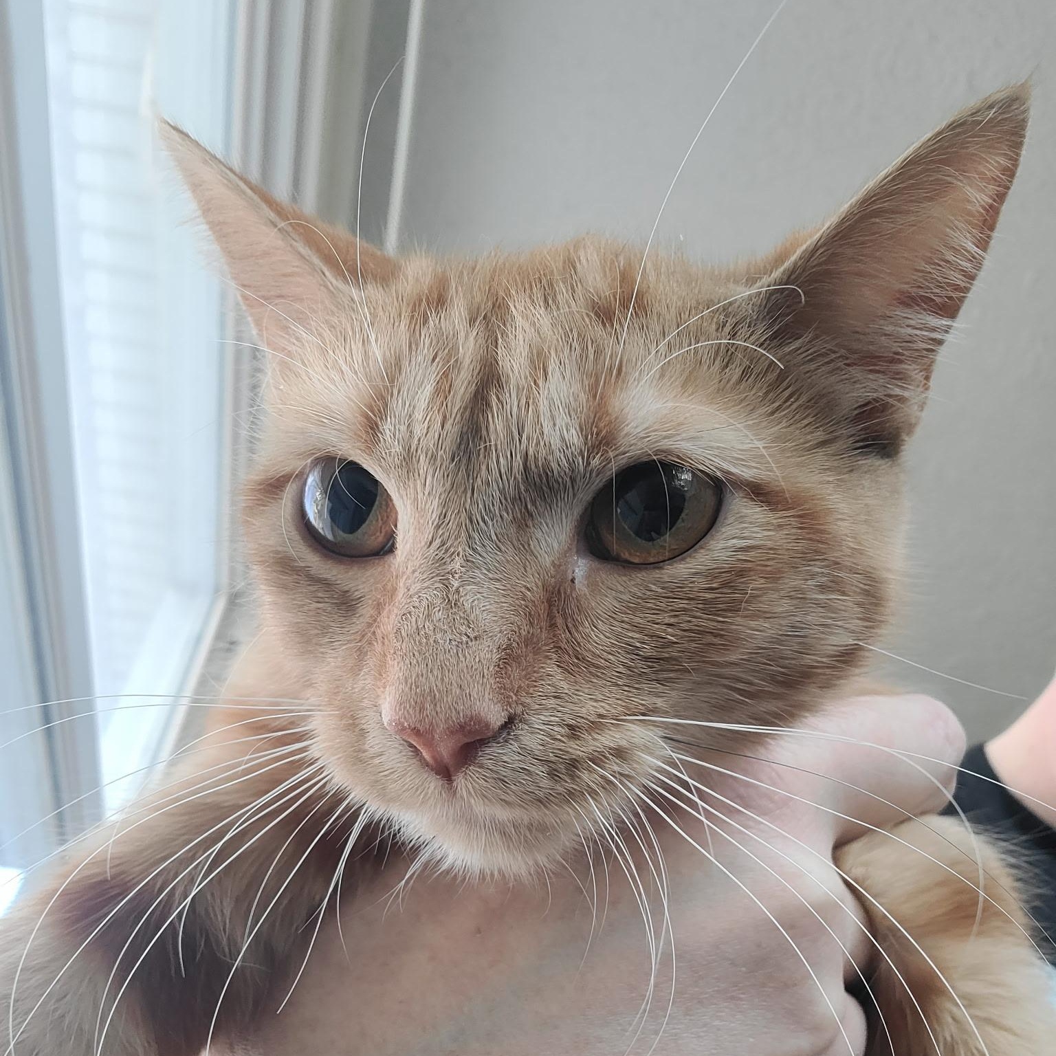 Anne, ADOPTABLE, Young Female Domestic Short Hair.