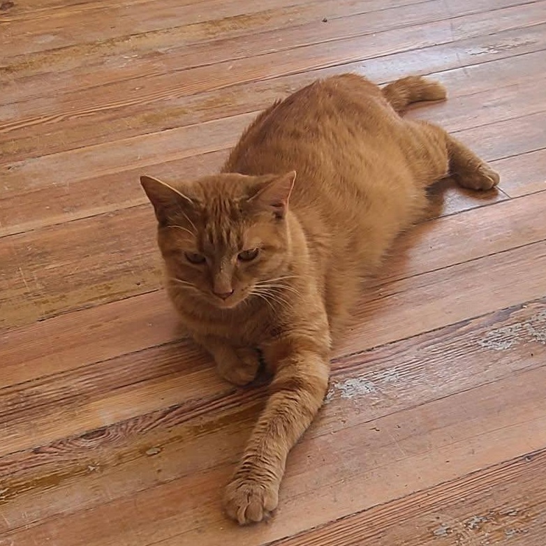 Anne, ADOPTABLE, Young Female Domestic Short Hair.